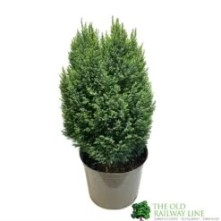 Chamaecyparis Lawsoniana 'Snow White' Conifer 5Ltr Pot