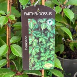 Parthenocissus 'Henryana' Chinese Virginia Creeper Climber 3Ltr Pot
