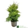 Conifer 'Squarrosa Sulphurea' Chamaecyparis Cypress 3Ltr Pot