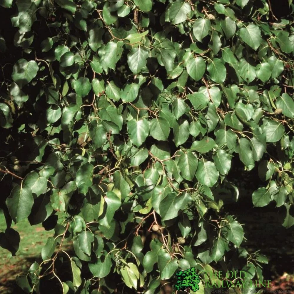 Tilia Cordata Small Leaf Lime 10Ltr Pot 1 Tilia Cordata Small Leaf Lime 10Ltr Pot
