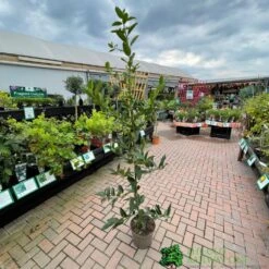 Ilex X Koehneana 'Chestnut Leaf' Holly 2m Tall -Wolf-Garden Shop 5055028663077 2