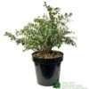Eucalyptus Gunni 5Ltr Pot