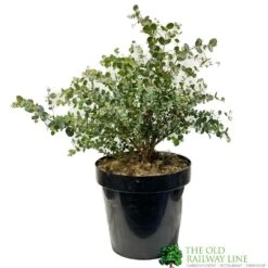 Eucalyptus Gunni 5Ltr Pot