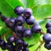 Aronia Lowberry 'Little Helpers' 3Ltr Pot