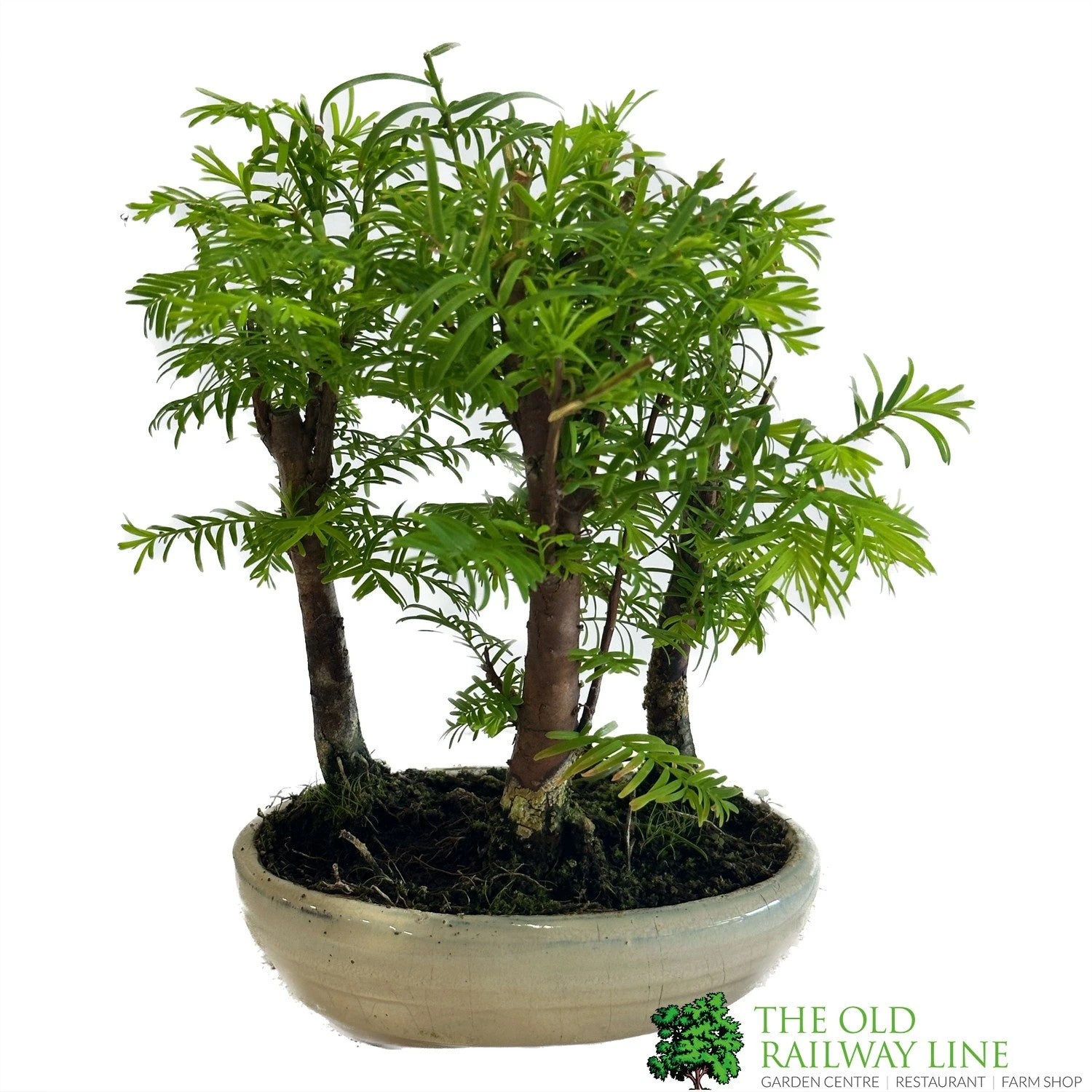 Bonsai 'Metasequoia' 15cm Round Pot 1 Bonsai 'Metasequoia' 15cm Round Pot