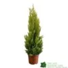 Cupressus Goldcrest 'Wilma' Pyramid 23cm Pot (NL)